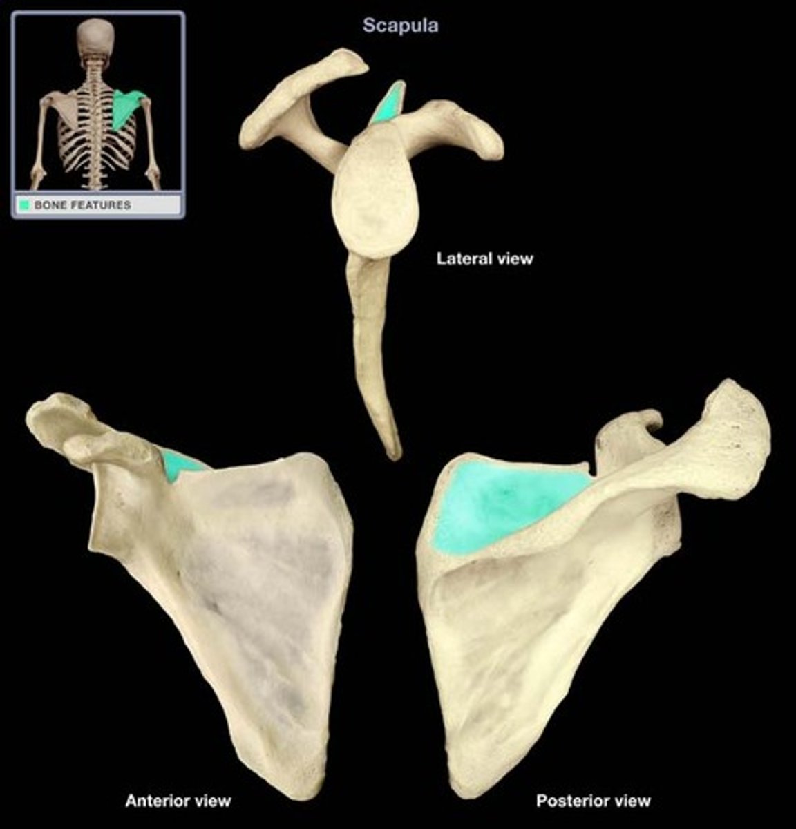 <p>Supra: above<br><br>Fossa: a shallow depression or hollow<br><br>Gives origin to the supraspinatus muscle<br><br>Insertion for levator scapulae ventralis muscle</p>