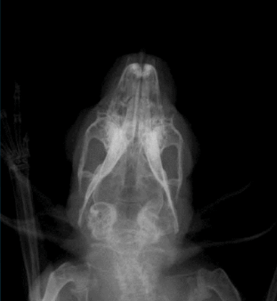 <p>A rabbit presents with head tilt/torticollis. The rabbit also cannot blink. What do you think is going on based on this radiograph?</p>