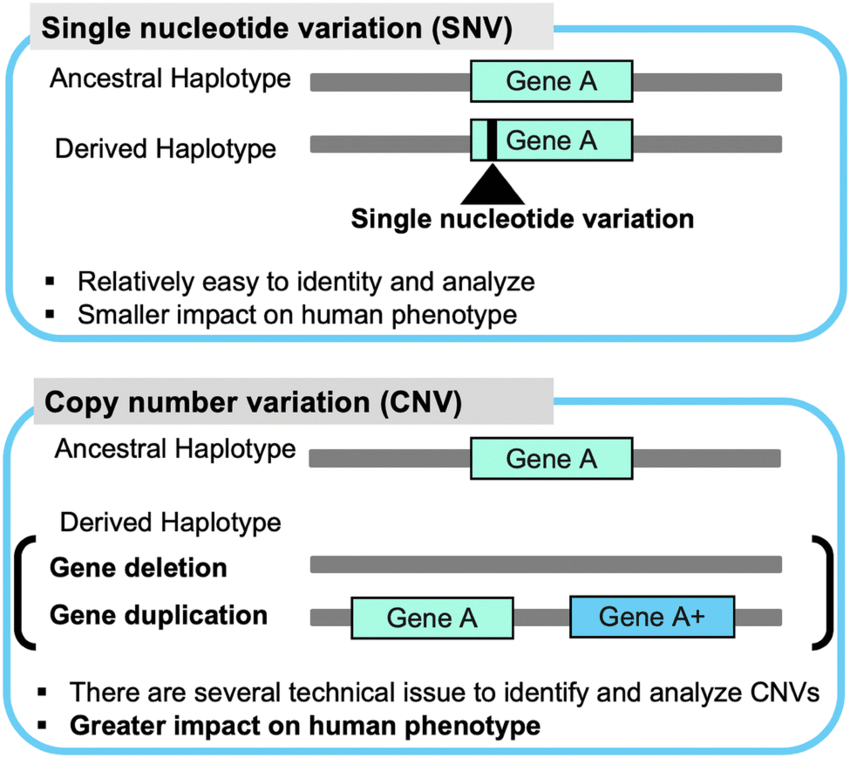 <p>CNV mutations are large mutations that cover &gt;1kbp, these can be duplicated through duplication and insertion</p><p>SNP mutations are single nucleotide substitutions that occur in &gt;1% of the population</p>