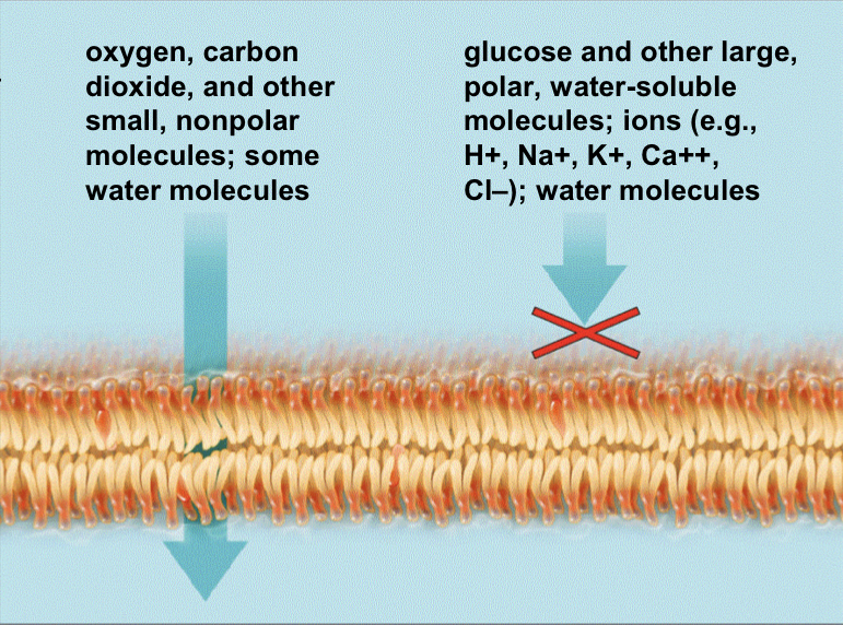 <ul><li><p>Smaller not charged molecules easily travel through the membrane</p></li><li><p>Meanwhile, bigger,charged molecules have a hard time to pass through membrane and need special protein to pass through</p></li></ul>