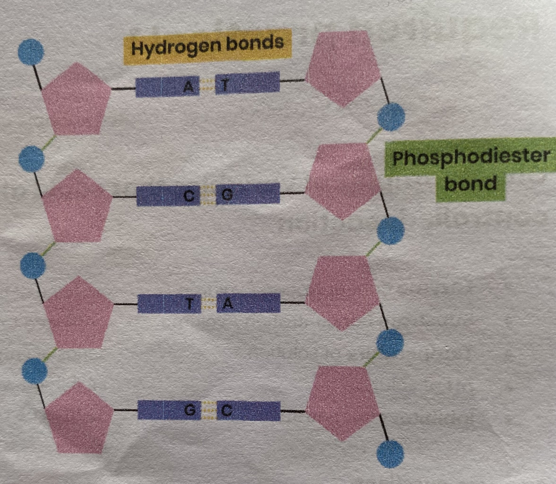 <ul><li><p><strong>Polymer</strong> of <strong>nucleotides</strong> (polynucleotides)</p></li><li><p>Each nucleotide formed from <strong>deoxyribose</strong>, a <strong>phosphate groups</strong> and  <strong>nitrogen-containing organic base</strong></p></li><li><p><strong>Phosphodiester bonds</strong> join adjacent nucleotides</p></li><li><p><strong>2</strong> polynucleotide chains held together by <strong>hydrogen bonds</strong></p></li><li><p>Between specific<strong> complementary base pairs</strong>- adenine/ thymine and cytosine/ guanine</p></li><li><p><strong>Double helix </strong></p></li></ul><p></p>