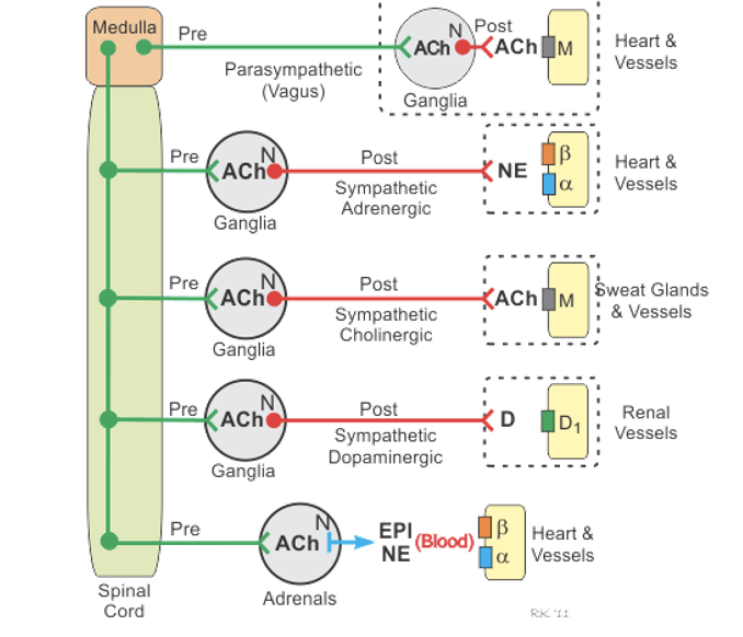 <p>post-ganglionic sympathetic neuron terminals &amp; adrenal glands (epi and some NE) </p>