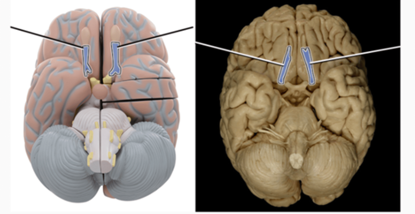<p>a bundle of axons connecting the cells of the olfactory bulb to several target regions in the brain.</p>