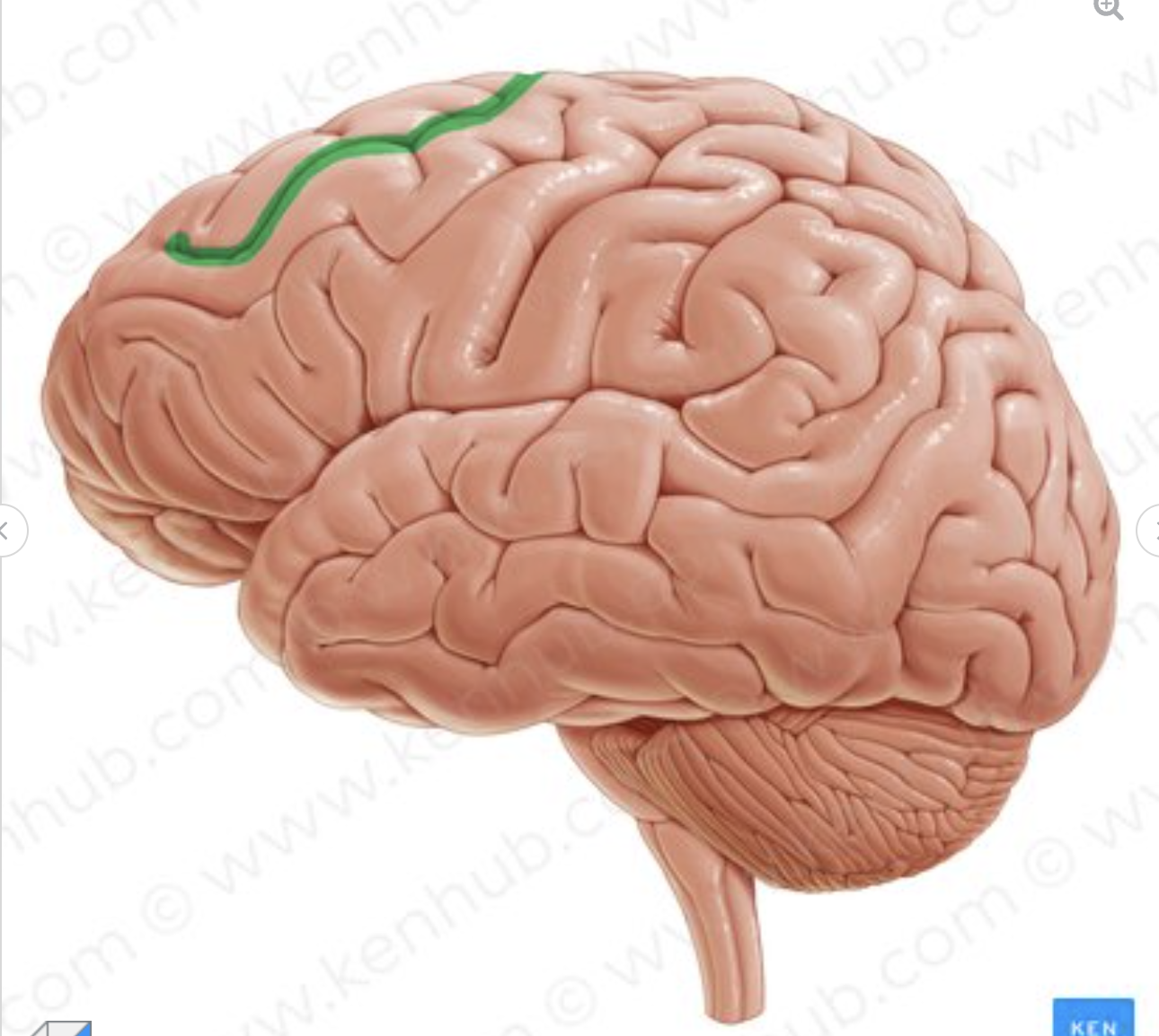 <p>which sulcus is in green?</p>