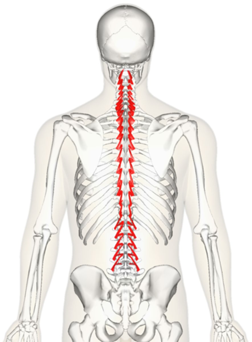 <p>what are the actions and innervations for the rotatores muscles?</p>