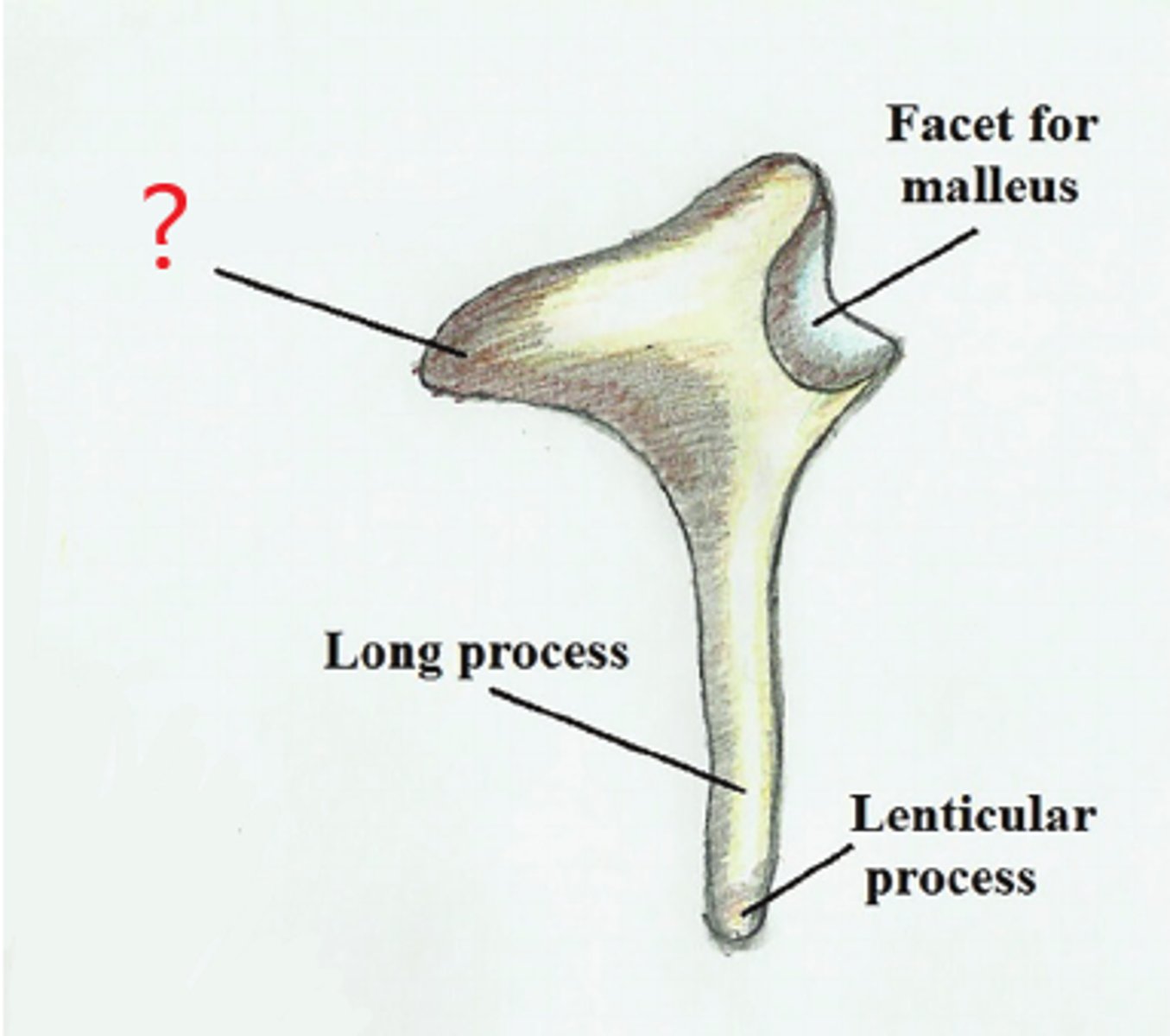 <p>short tapered horn of incus.</p>