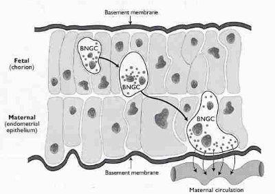 <p>test is r<u>eliable after 29days, and is detectable until 100 days after parturition</u> (ie may still be positive even if cow is no longer pregnant)</p><p>protein-B will be higher in twin pregnancies</p><p>using dam’s blood/milk</p>