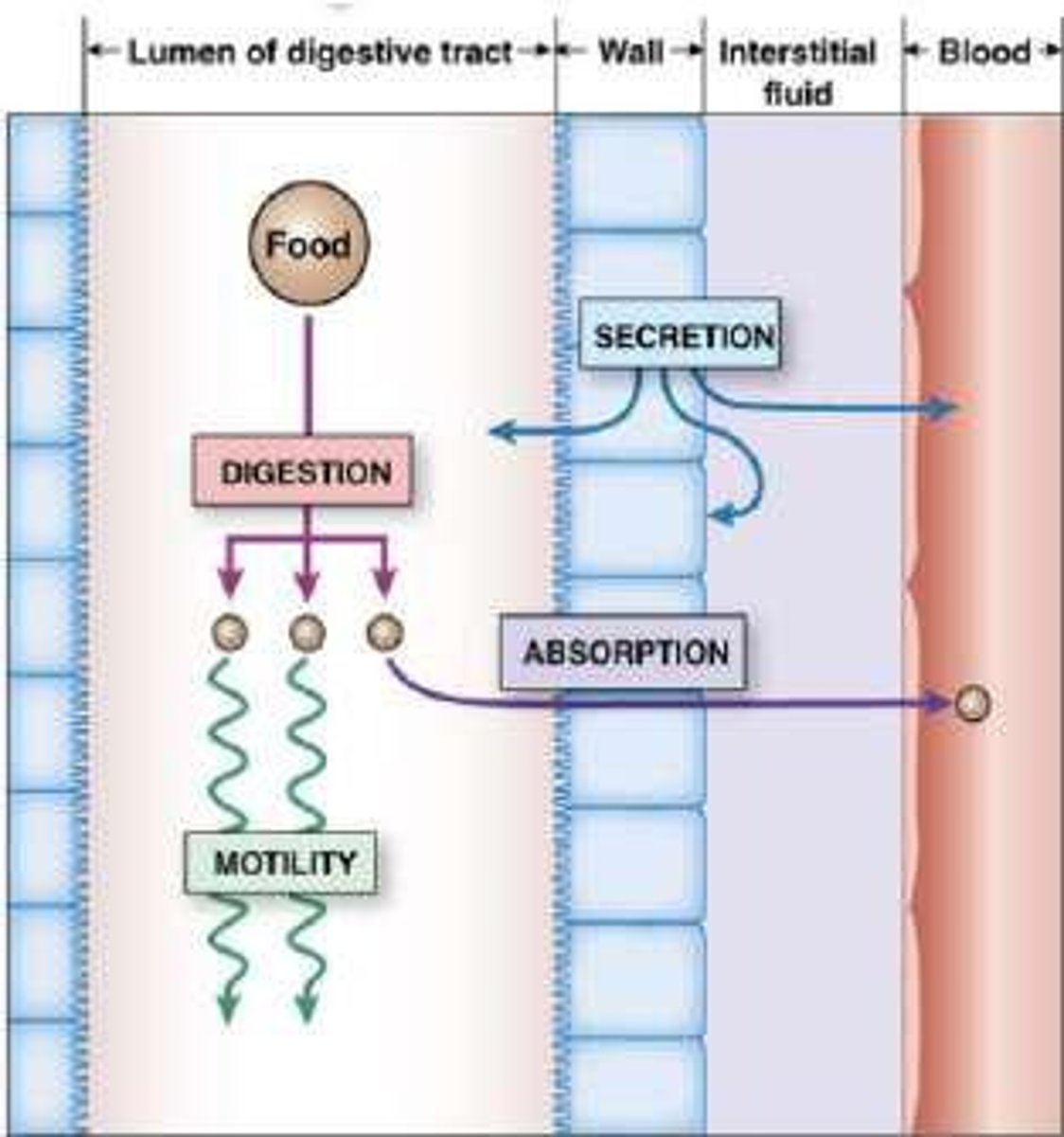 <p>Digestion, secretion, motility, and absorption.</p>