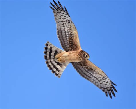 Black wing tips, dark head, banded tail, slender with long tail, white underwings, speckled chest. Males grey, females brown.

