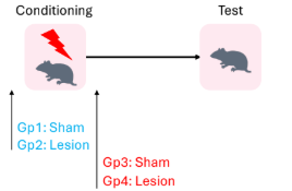<p>What happens when the hippocampus is silenced (via lesions) pre/post fear conditioning?</p>
