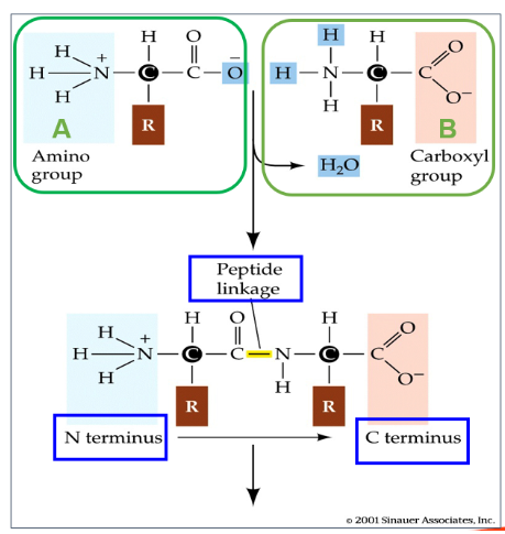 <p><span>Carboxyl group of amino acid A reacts with amino group of amino acid B, forming a peptide bond, releasing one molecule of water.</span></p>