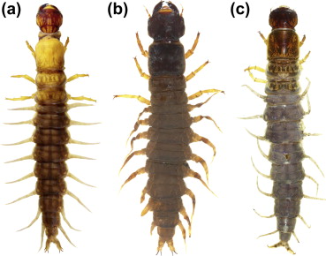 <p>Dobson Flies, Fish Flies, Alder Flies. Big pinchers on their head, lots of legs, gills on their abdomens</p>