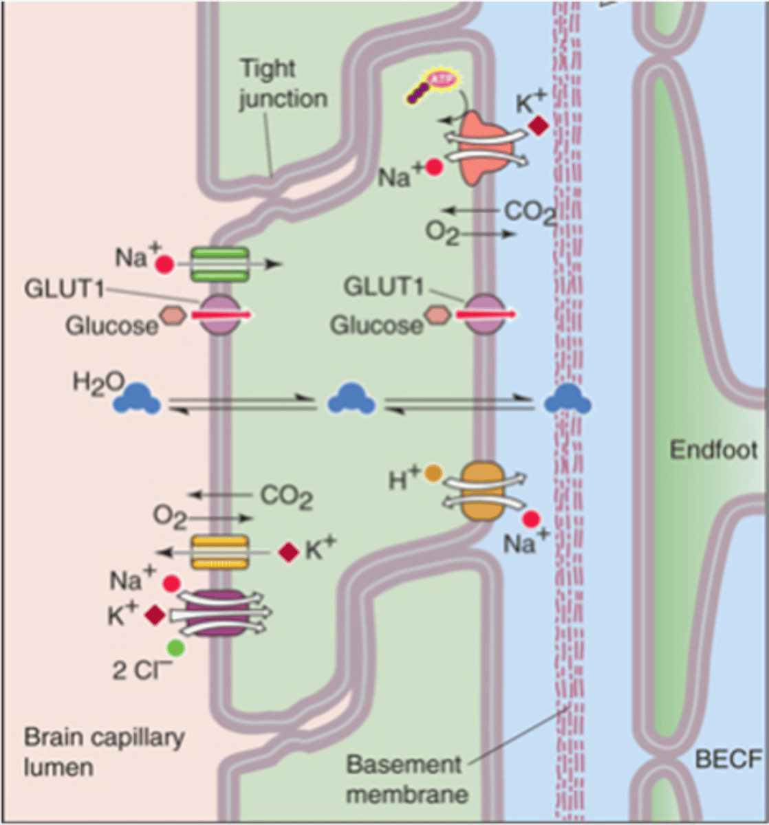 <p>How do important molecules get through the BBB?</p>