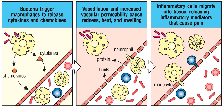 <p>• Activation of PRRs on cells (ex. Macrophages) can directly induce effector functions in these cells (ex. Phagocytosis) </p><p>• These cells amplify the immune response by the production of inflammatory mediators </p><p>          - Cytokines and chemokines </p><p>• Dendritic cells (immune cells) also gets activated </p>