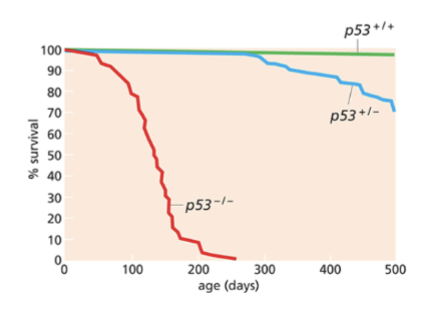 <p>p53 KO mice develop tumours ~4.5 months</p><p>• mdm2 KO mice die early in development</p><p>• Mice deficient for both mdm2 and p53 develop normally and are viable</p>