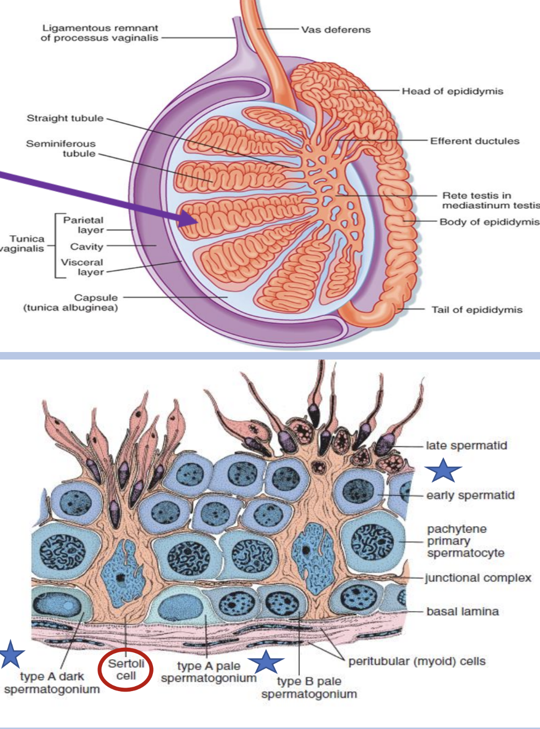 <ul><li><p>inside testes</p></li></ul><p>functional unit</p><p>a. site of sperm production (thousands/sec)</p><p>b. spermatogonia — sperm in various stages of development</p><p>c. sertoli cells — “nurse cells” line tubules and produce nutrients required to maintain developing sperm</p><p></p>
