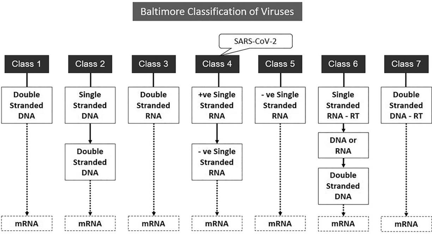 <p>A system that classifies viruses based on their <strong>genome type</strong> and the <strong>pathway used to generate mRNA</strong> for protein synthesis.</p><ul><li><p>It includes 7 classes (I–VII) <strong>depending on whether genomes are <mark data-color="green" style="background-color: green; color: inherit;">DNA or RNA</mark></strong><mark data-color="green" style="background-color: green; color: inherit;">,</mark><strong><mark data-color="green" style="background-color: green; color: inherit;"> single- or double-stranded, and positive or negative sense.</mark></strong></p></li></ul><p></p>