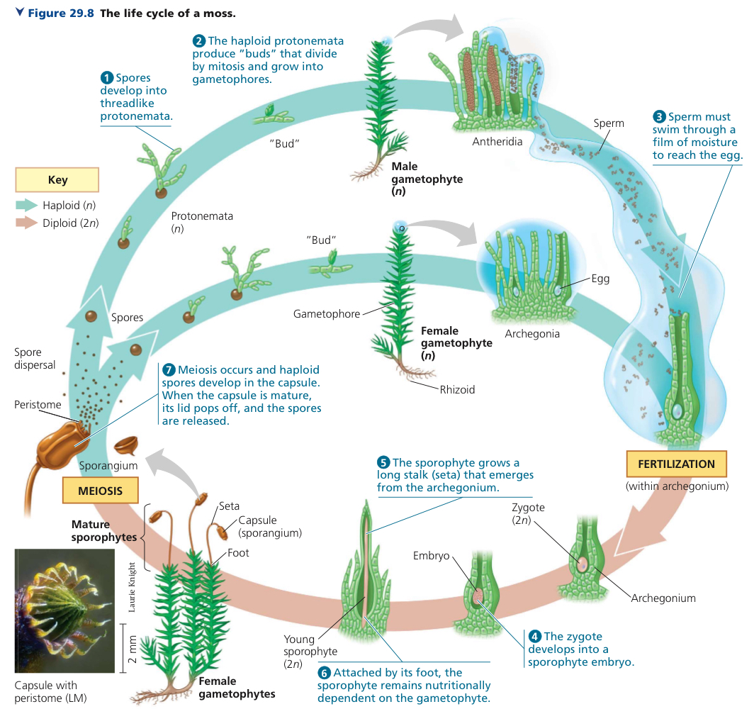 <ol><li><p><mark data-color="blue">Spore germination into dioecious gametophyte.</mark></p></li><li><p><mark data-color="blue">Gametogenesis.</mark></p></li><li><p><mark data-color="blue">Gamete transfer and fertilization.</mark></p></li><li><p><mark data-color="red">Zygote development.</mark></p></li><li><p><mark data-color="red">Sporophyte development.</mark></p></li><li><p><mark data-color="red">Sporogenesis. When the capsule is mature, its lid pops off, and the spores are released.</mark></p></li></ol>