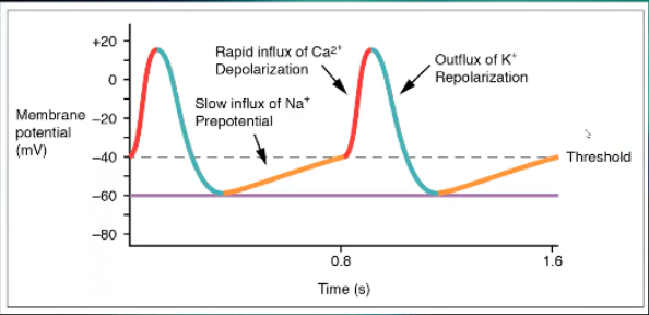 <ul><li><p><span>Starts at a less negative resting membrane potential, -40, a little bit easier to get it depolarized sooner than ventricle, but does drop down to a point where it can't be depolarized again, refractory period</span></p></li><li><p><span>During refractory period, Na+ will slowly move into the cell until you get to threshold, Na+ still first step, just gradual</span></p></li><li><p><span>Sharp increase is from Ca2+ rather than causing plateau</span></p></li><li><p><span>When you repolarize its K+ leaving the cell</span></p></li><li><p><span>When you have arrhythmia when there's something affecting the SA node, A fib, SVT, most important thing to block is Ca2+, use Ca channel blockers</span></p></li></ul><p></p>
