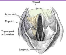<ul><li><p><strong>Et:</strong> <u>arytenoid cartilages fail to abduct</u> (recurrent laryngeal n. & Cricoarytenoideus dorsalis muscle)</p></li></ul><ul><li><p>Congenital, <strong><u>idiopathic,</u></strong> trauma, systemic dz, iatrogenic</p></li></ul><ul><li><p><strong>Sig:</strong> <u>Lg breeds - unilateral then progresses to bilateral</u></p></li><li><p><strong>Cs:</strong> <strong><u>progressive</u></strong> signs, <strong>inspiratory stridor, voice change,</strong> exercise intolerance, cough/gag, anxiety, collapse</p></li><li><p><strong>Dt: </strong>BW<strong>, </strong>Rads, neuro exam, laryngeal exam under light anesthesia(ready to do sx)</p><ul><li><p><strong>Abduction of arytenoids and vocal folds on inspiration</strong></p></li></ul></li><li><p><strong>Tx:</strong> <span style="color: red;">unilateral arytenoid lateralization</span> (reduce obx and resistance) tie back </p><ul><li><p>Prognosis is  good, <u>life-long aspiration risk, heat intolerance, Progression of polyneuropathy – if GOLPP is present</u></p></li></ul></li></ul><img src="https://knowt-user-attachments.s3.amazonaws.com/08bade78-1ea8-4fd0-b9f5-be22872e7b2e.png" data-width="50%" data-align="center"><p></p>