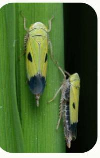 <p>Common name:</p><p>Scientific name: </p><p>Damage: </p><p>Host plant: </p>