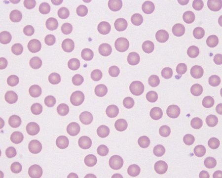 <p>What cell is this?</p>