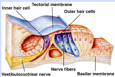 <p>How is sound transduced in the cochlea? Which regions transduce which frequencies?</p>