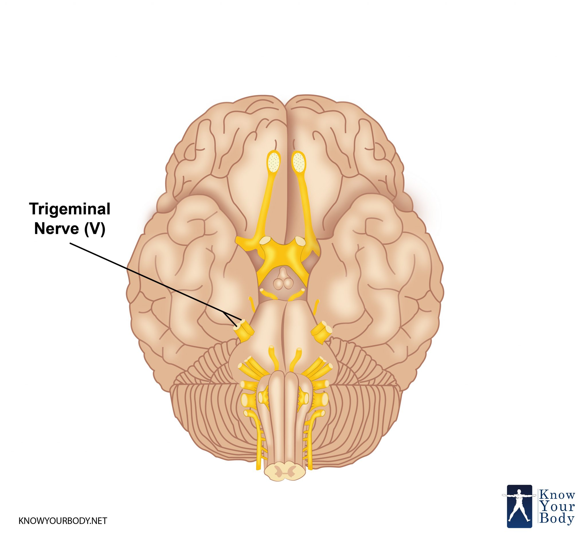 <p>trigeminal (V)</p>