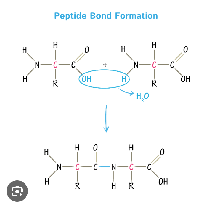 <p>bond between amino acids </p>