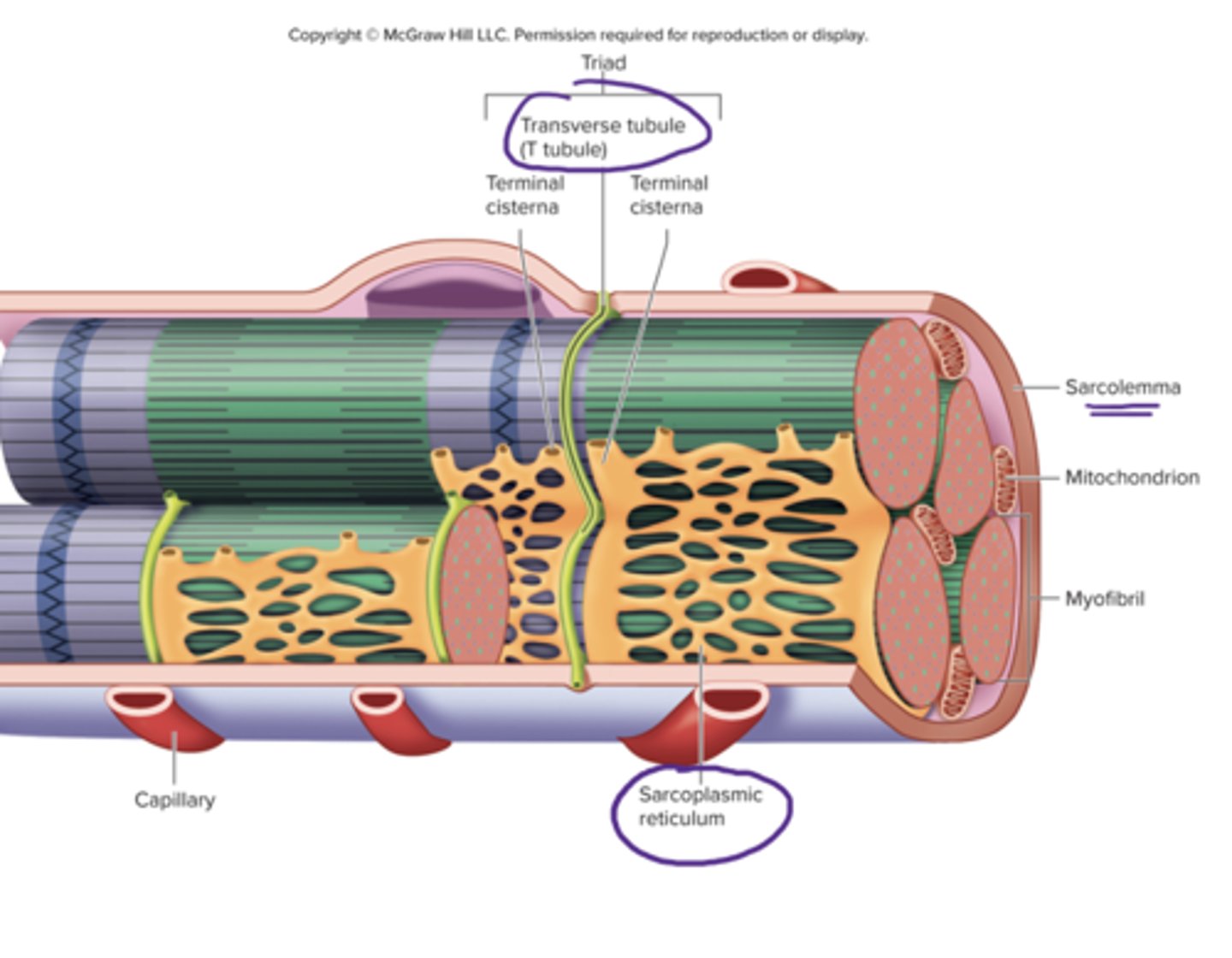 <p>1 T-tubule and 2 terminal cisternae</p>