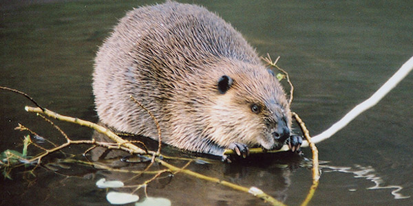 <p><span>Castor canadensis</span></p>