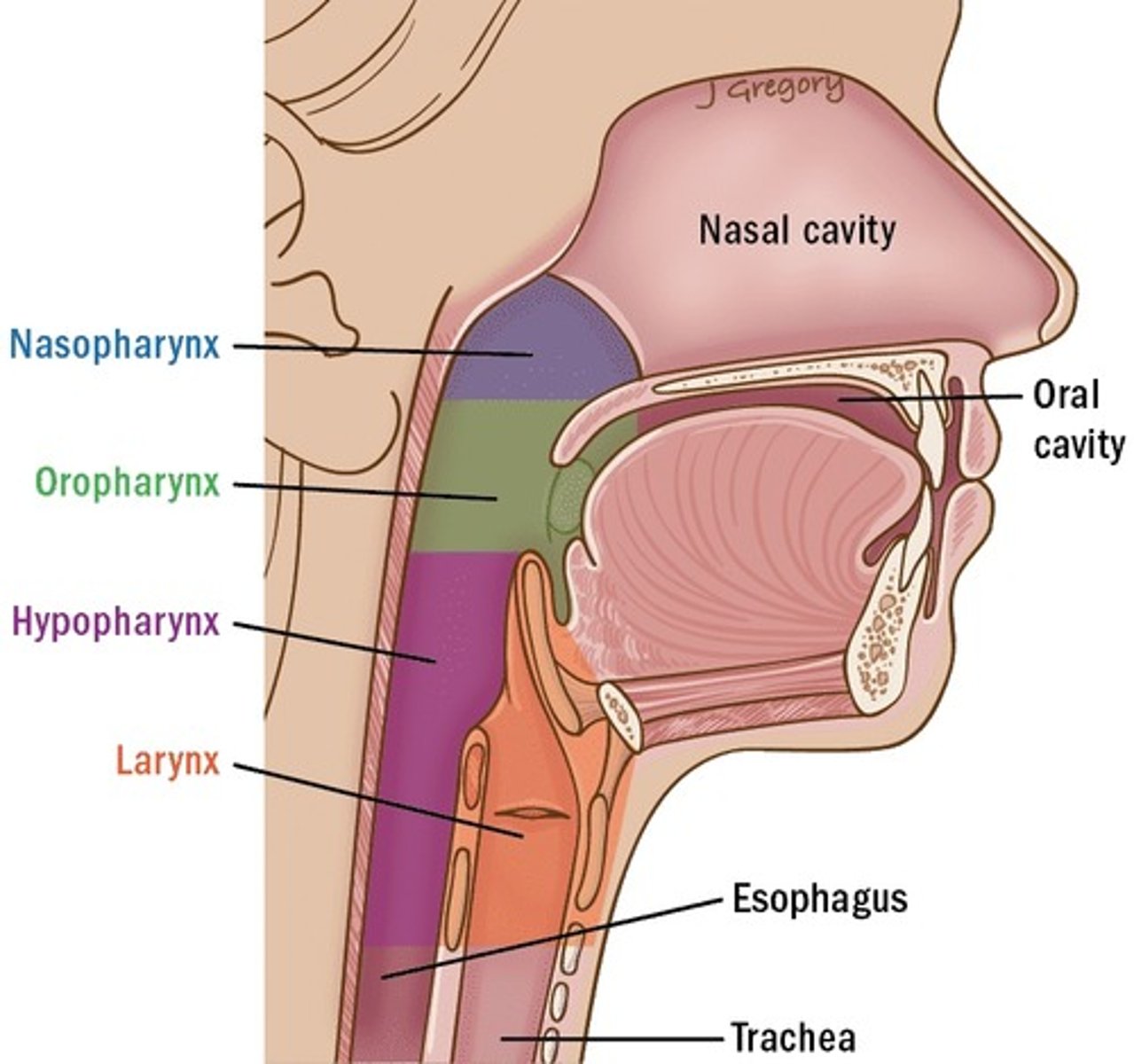 <p>Between the oropharynx and trachea.</p>