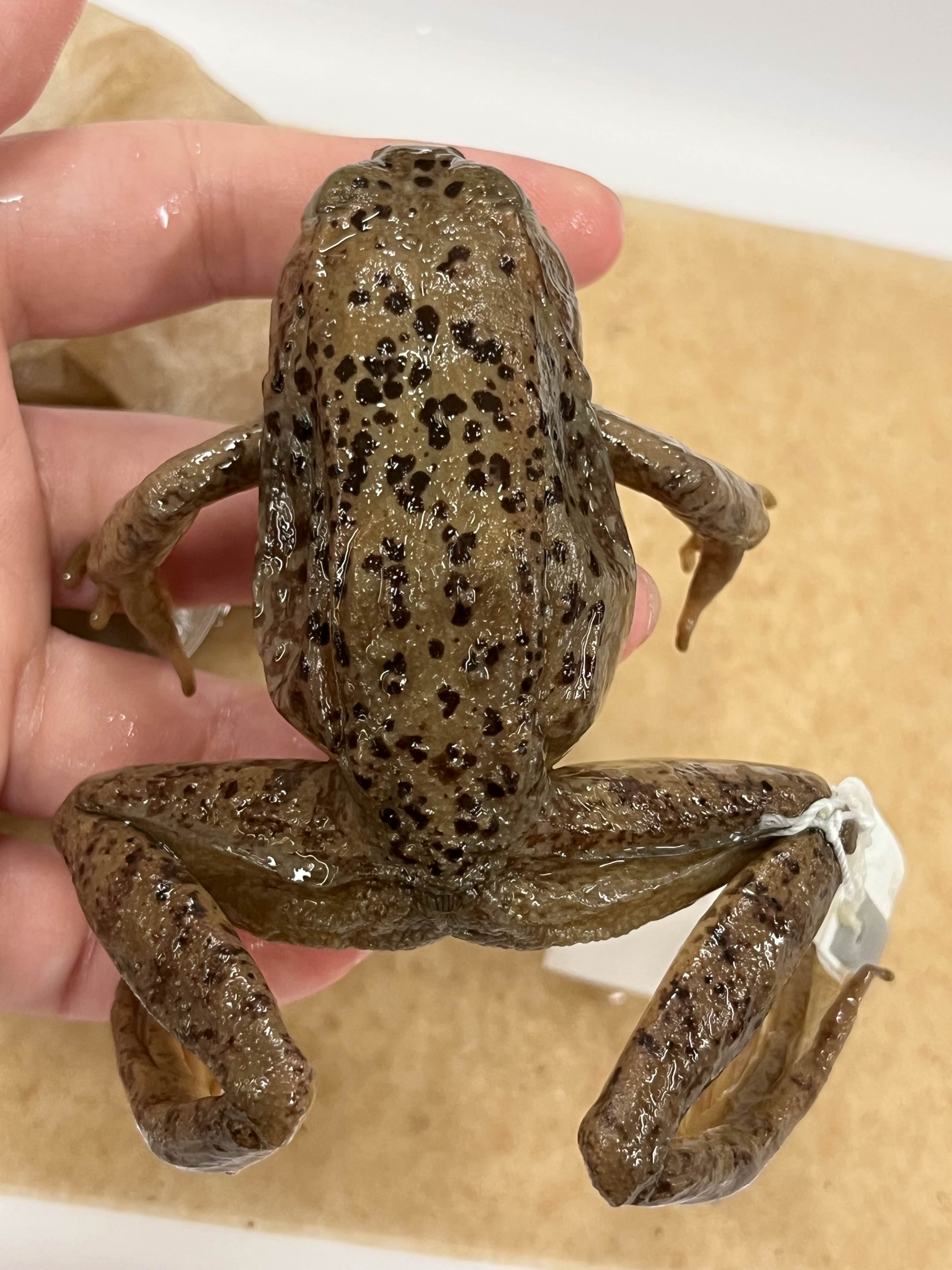 <p>Family + species?</p><ul><li><p>Distinct dorsolateral line</p></li><li><p><strong>Distinct spots along back, outlined</strong></p></li></ul><p></p>
