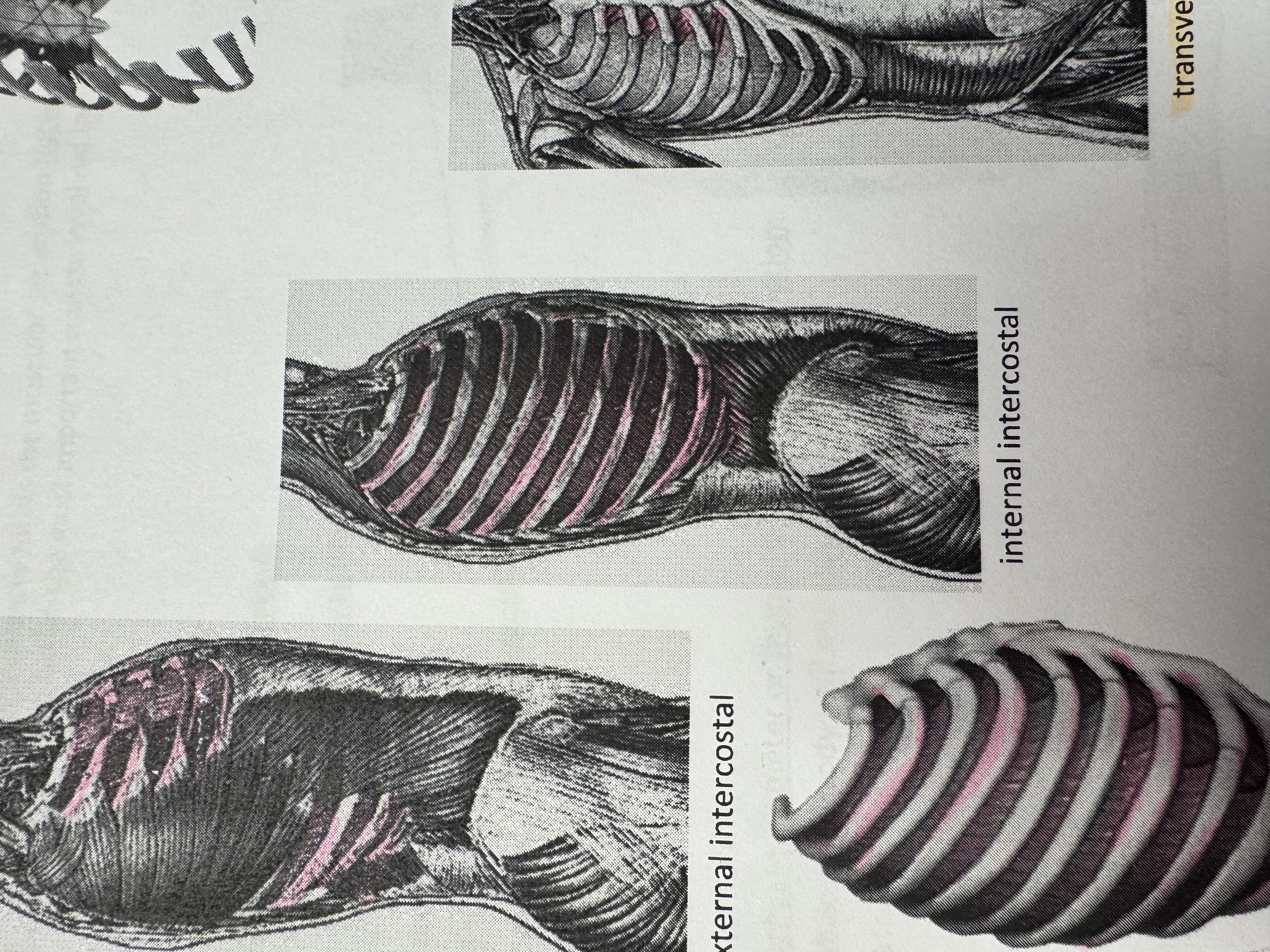 <p>what muscle</p>