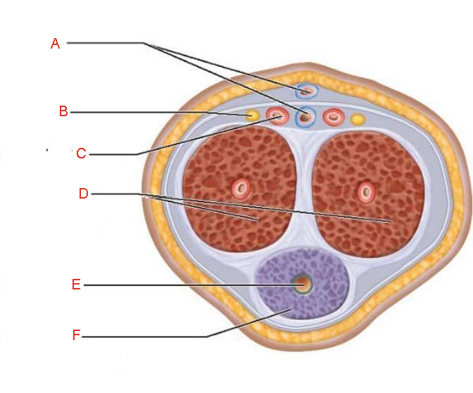 <p>D.</p>