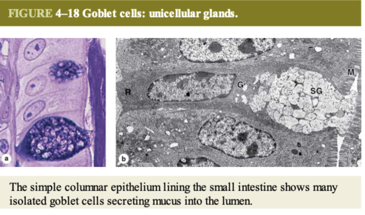 <p>goblet cells which secret mucus or absorptive cells (have microvilli)</p>