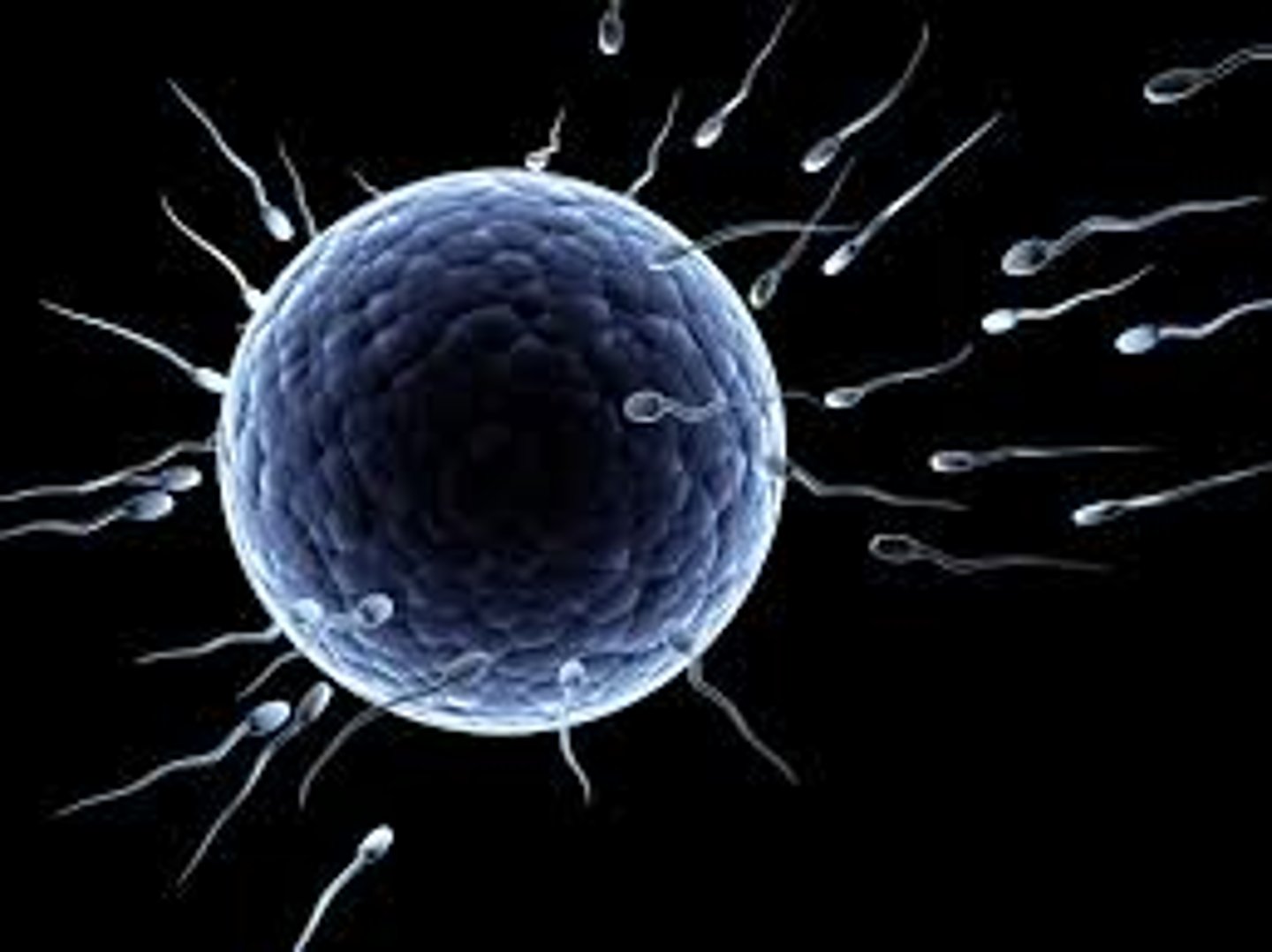 <p>Sex cells containing half the chromosomes of the parent.</p>