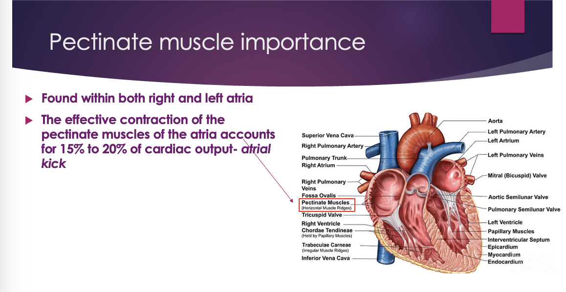 <ul><li><p><span>Found within both right and left atria</span></p></li><li><p><span>The effective contraction of the pectinate muscles of the atria accounts for 15% to 20% of cardiac output- atrial kick</span></p></li></ul><p></p><p><span>Main job – perform an atrial kick</span></p><p style="text-align: left;"></p><p style="text-align: left;"><span>Atrial kick – when atrium contract the pectinate muscles also contract to probide an extra umph – without that we lose 15-20% of the cardiac output</span></p>