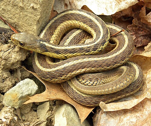 <p><span style="font-family: "Tw Cen MT", sans-serif; line-height: 125%;"><em><span>Thamnophis sirtalis</span></em></span></p>
