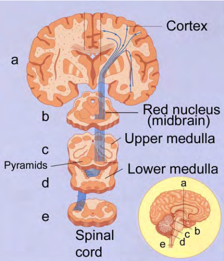 <p>In Figure 13.14e, why has the artist colored the ventral portion of the spinal cord darker than the dorsal border?</p>