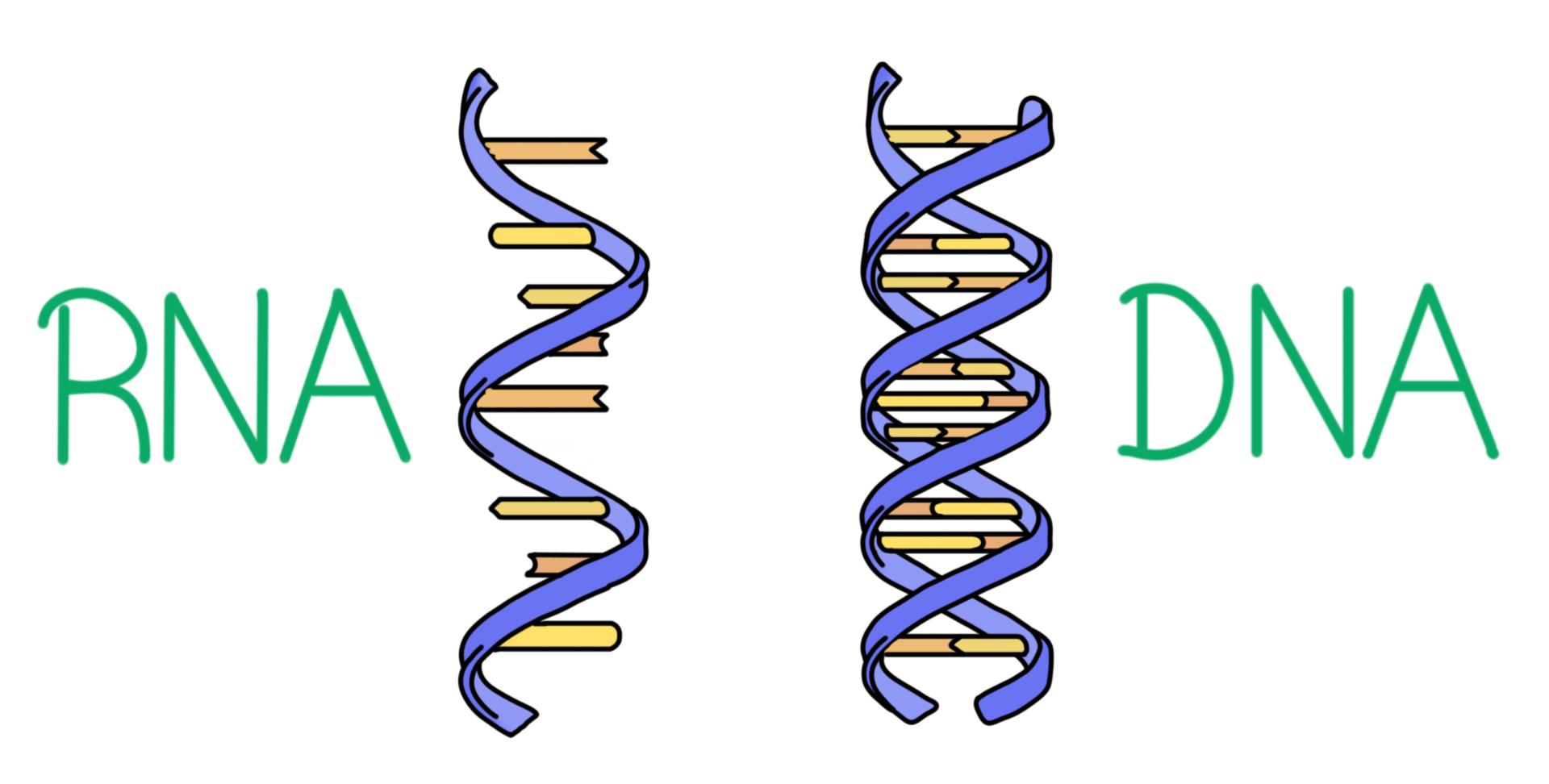 <p>What are the differences between DNA and RNA?</p>