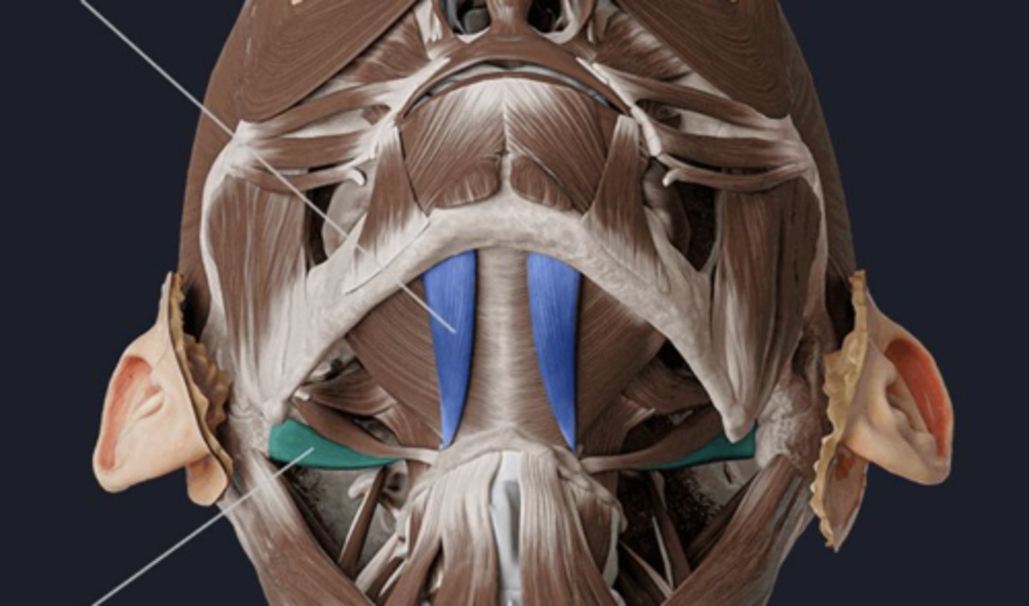 <p>ID muscle (green)</p>