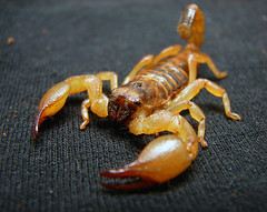 Act 3, Scene 2 - Macbeth - the fact Banquo and Fleance still live is like the sting of a scorpion