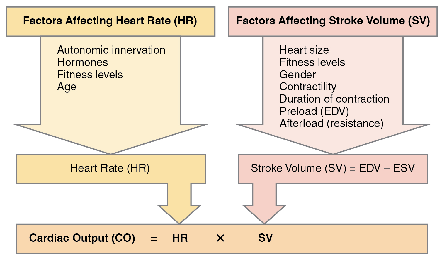 <p><span>What is meant by cardiac output and what is its significance?</span></p>