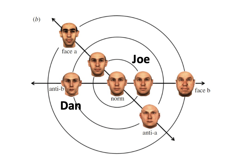 <p>Different</p><p>If we could change the norm to 'face b', Joe would look like Dan</p><ul><li><p><span>Brain has defined Joe as sitting to the right but Dan is defined as sitting two spaces to the left of the norm</span></p></li><li><p><span>Therefore Joe would end up in the same position as Dan- why we would perceive his face as Dan's</span></p></li></ul><p>&nbsp;That's what happens in these aftereffects</p>