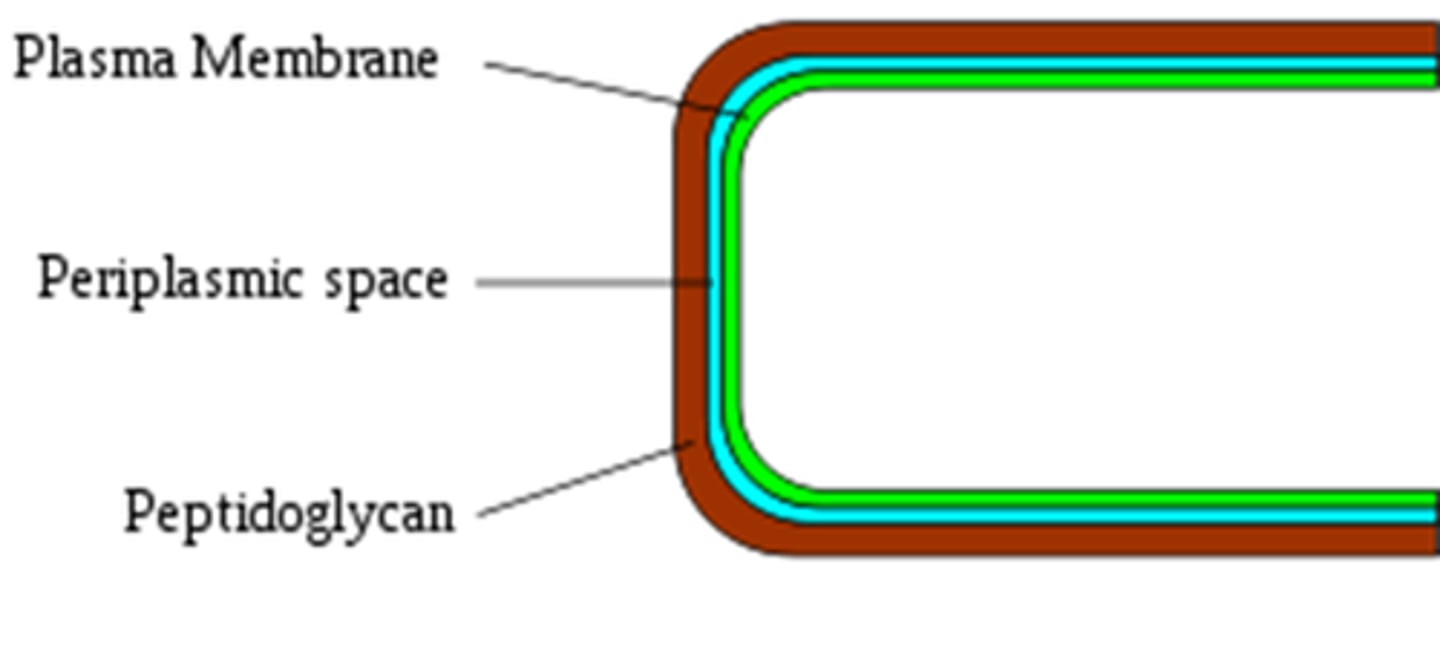 <p>Bacteria that have a thick peptidoglycan cell wall, and no outer membrane</p>
