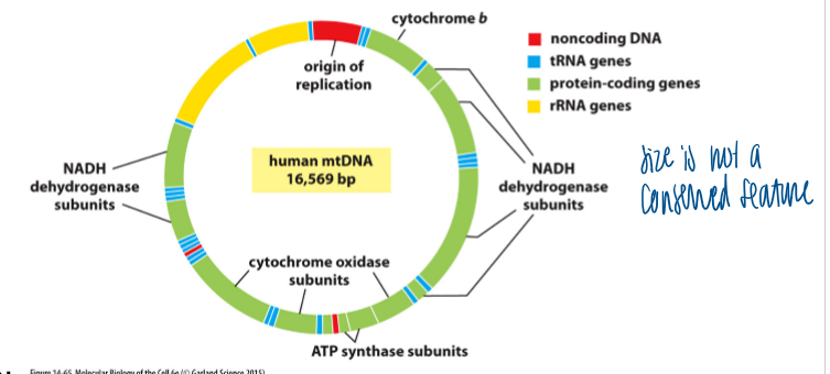 <p>humans: 37 genes which encode 13 mito proteins </p><p>other organisms: varying size of the mito genome </p><ul><li><p>ex: yeast = 80,000 bp; plants = 200,000 bp </p></li></ul><p></p>