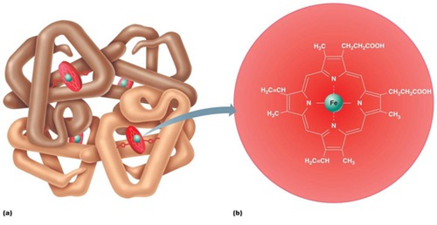 <p>Disks that contain an iron molecule in the middle; the disks are the sites of oxygen binding</p>