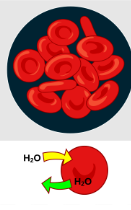 <p>Is this hypotonic, hypertonic, or isotonic </p>