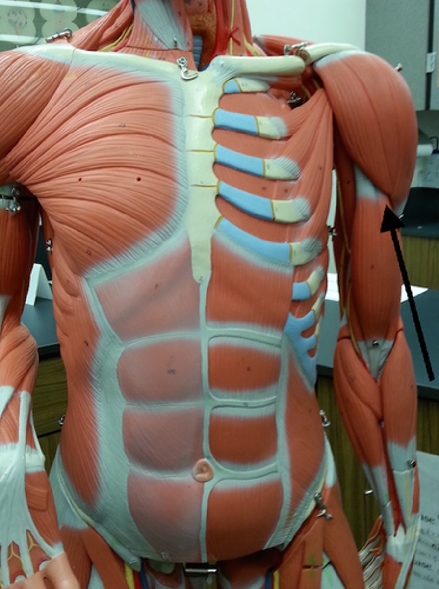 <p>flexes forearm</p>